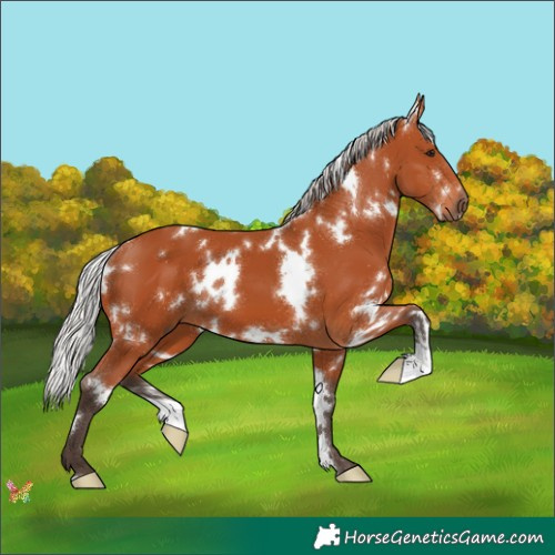 Horse Color:White Spotted Silver Brown 