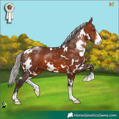 Horse Color:White Spotted Silver Brown Sabino 