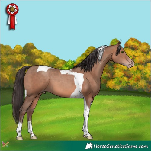 Horse Color:Sable Champagne Tobiano 