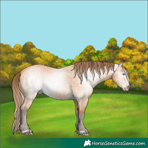 Horse Color:Gray Perlino 