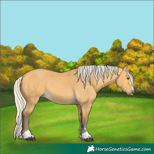 Horse Color:Silver Buckskin Dun 