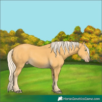 Horse Color:Gold Cream Champagne 