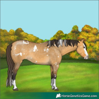 Horse Color:White Spotted Buckskin Dun Sabino Splash Rabicano 
