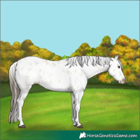 Horse Color:White Spotted Buckskin Dun Sabino Splash Rabicano 