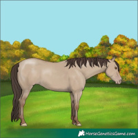 Horse Color:Classic Champagne Dun Rabicano 