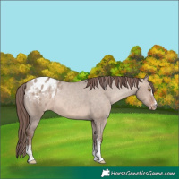 Horse Color:White Spotted Sable Champagne Dun Blanket Rabicano