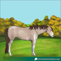 Horse Color:White Spotted Classic Champagne Dun 