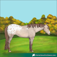 Horse Color:Sable Champagne Dun Sabino Appaloosa 