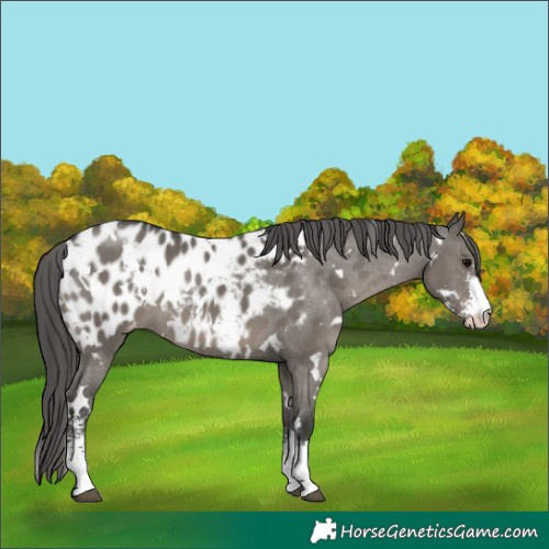 Horse Color:White Spotted Grullo Sabino Near Leopard