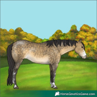 Horse Color:Buckskin Dun Sabino Rabicano