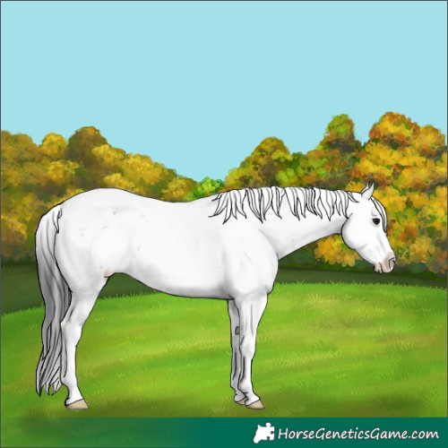 Horse Color:Grullo Sabino Rabicano