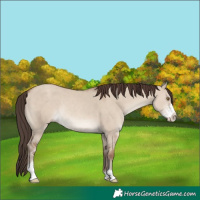 Horse Color:Classic Champagne Dun Sabino Rabicano 