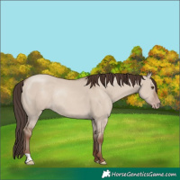 Horse Color:Classic Champagne Dun Rabicano 
