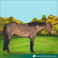 Horse Color:White Spotted Brown Dun Sabino 