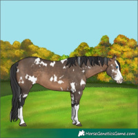 Horse Color:White Spotted Brown Dun Sabino Splash 