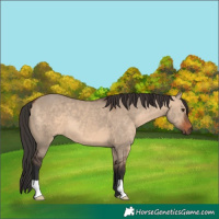 Horse Color:Brown Dun 