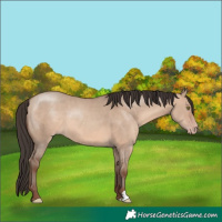 Horse Color:Sable Champagne Dun