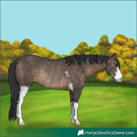 Horse Color:Brown Dun Sabino Rabicano