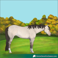 Horse Color:Sable Champagne Dun Rabicano 