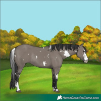 Horse Color:White Spotted Grullo Sabino Rabicano