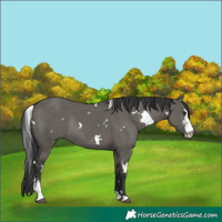 Horse Color:White Spotted Grullo Sabino Rabicano 