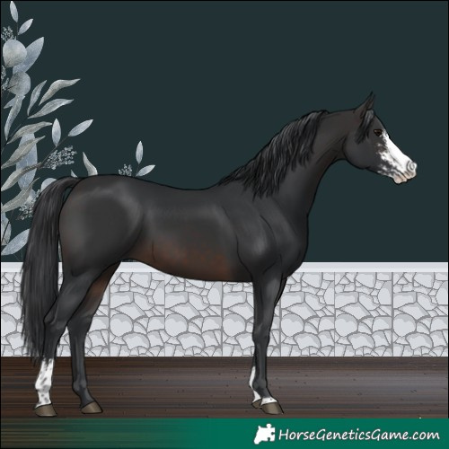 Horse Color:Brown Sabino 