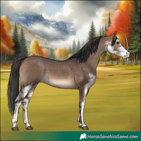 Horse Color:Bay Dun Sabino 