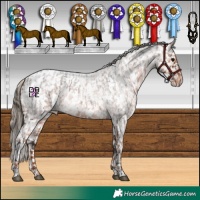 Horse Color:White Spotted Brown Roan Appaloosa and White Spotted Red Roan Appaloosa