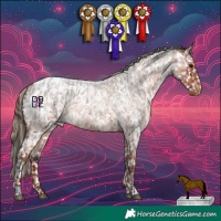 Horse Color:White Spotted Brown Roan Appaloosa and White Spotted Red Roan Appaloosa