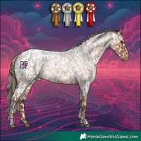 Horse Color:White Spotted Brown Roan Appaloosa and White Spotted Red Roan Appaloosa