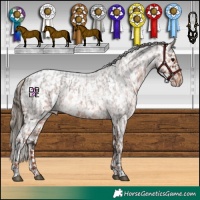 Horse Color:White Spotted Brown Roan Appaloosa and White Spotted Red Roan Appaloosa