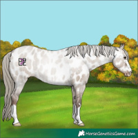 Horse Color:Liver Red Dun Mushroom Appaloosa 