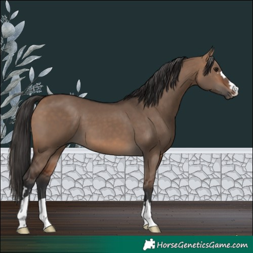 Horse Color:Bay Dun 