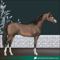 Horse Color:Bay Dun