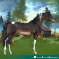 Horse Color:Brown Tobiano