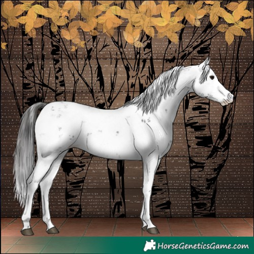 Horse Color:Brown Sabino