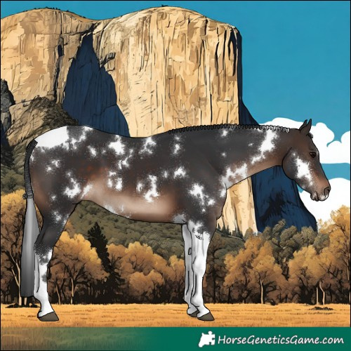 Horse Color:White Spotted Brown Tobiano 