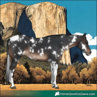 Horse Color:White Spotted Brown Tobiano 