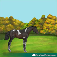 Horse Color:Brown Tobiano 