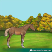 Horse Color:Chocolate Palomino Tobiano 