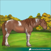 Horse Color:Chestnut Tobiano 