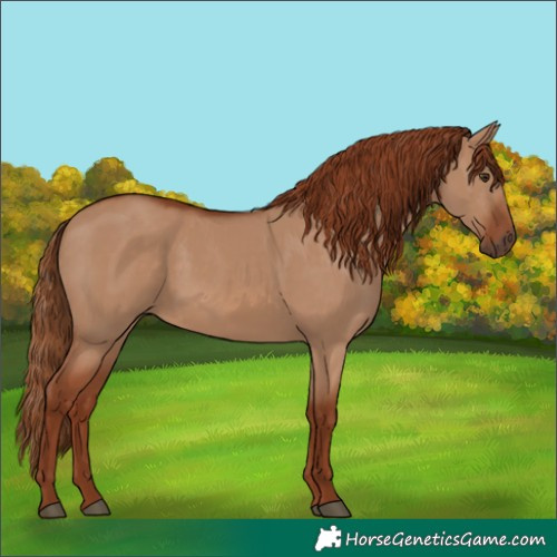 Horse Color:Red Dun 