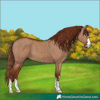 Horse Color:Red Dun 