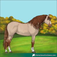 Horse Color:Red Dun 
