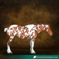 Horse Color:Silver Bay Tobiano Near Leopard Rabicano