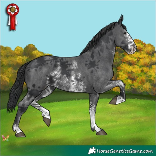Horse Color:Black Sabino 