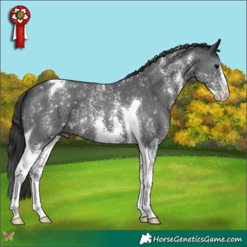 Horse Color:Black Sabino Tobiano 