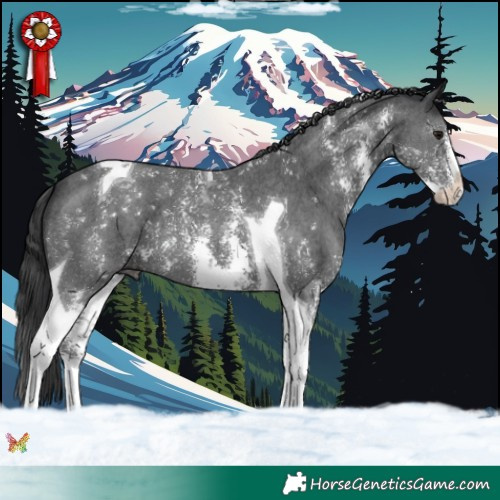 Horse Color:Black Sabino Tobiano 