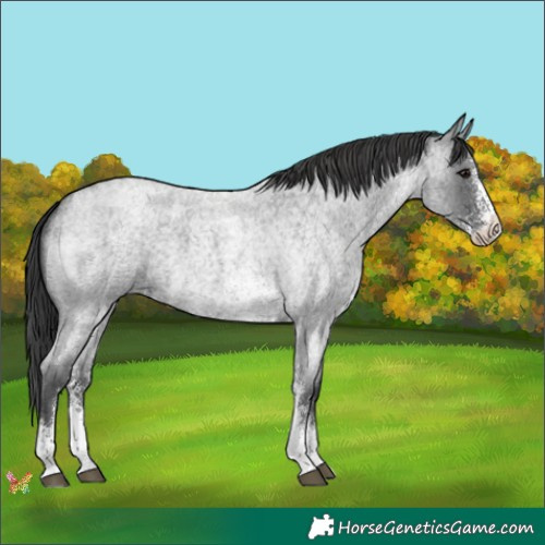 Horse Color:Blue Roan Sabino 