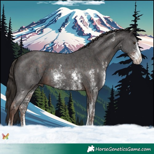 Horse Color:Liver Chestnut Sabino 